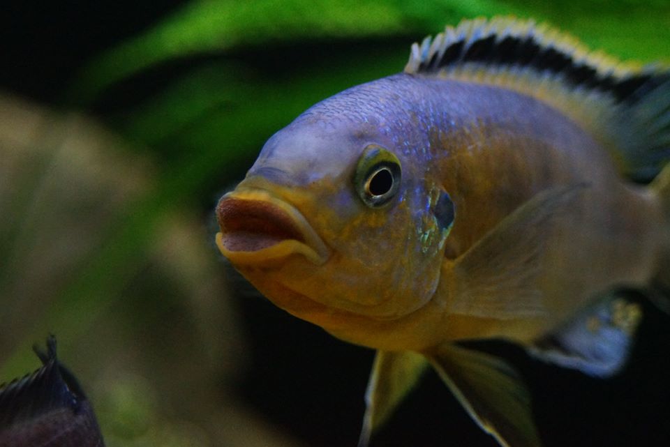 Petrotilapia genalutea